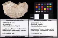 Foto (Objket + Etiketten) von Isopoda indet. 